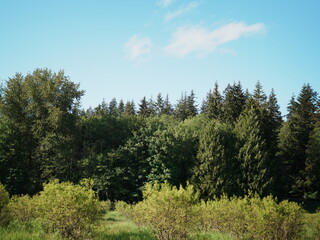 Obraz premium trees in the woods