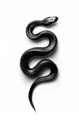 Black snake on white background.