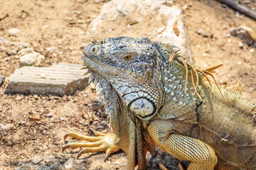 Green iguana in Laguna del Carpintero in Tampico Tamaulipas