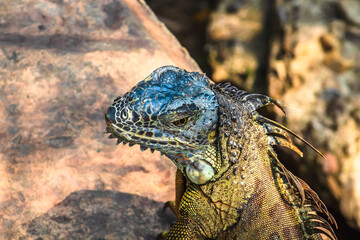 Green iguana in Laguna del Carpintero in Tampico Tamaulipas