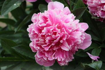 Sweden. Paeonia lactiflora (Chinese peony, Chinese herbaceous peony, or common garden peony) is a species of herbaceous perennial flowering plant in the family Paeoniaceae.