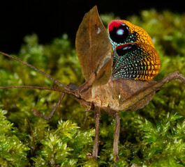 Peacock katydid