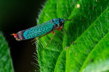 Blue leafhopper