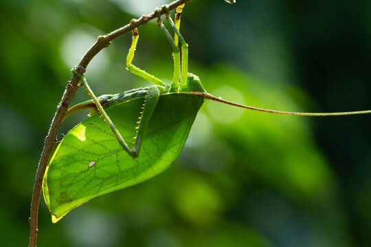 Enormous peacock katydid