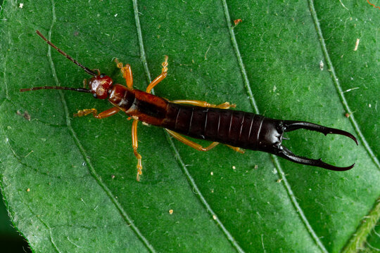 Bizarre earwig