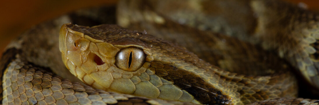 The jararaca's eye