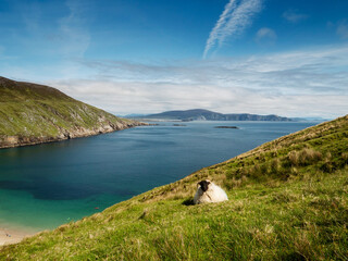A sheep is grazing on a grassy hillside overlooking Keem bay and beach, Ireland The scene is...