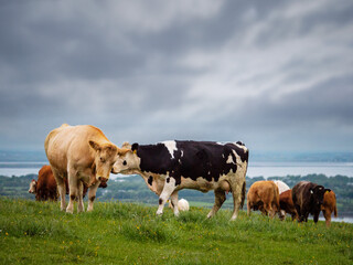 A herd of cows are grazing on a grassy hillside overlooking Galway bay. The scene is peaceful and serene, with the cows looking out over the water and the surrounding landscape. Farming in Ireland