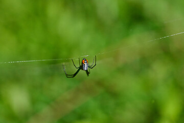 orchard spider on a web 