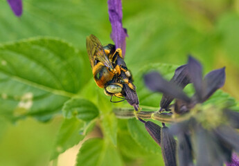 bee on a flower