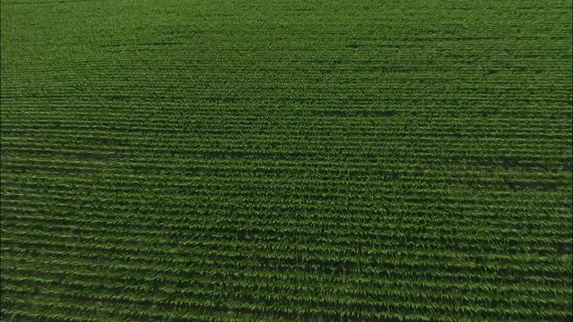 Bird's Eye Perspective of Verdant Agricultural Fields