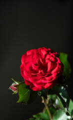 single red rose in a vase