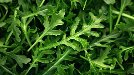 Fototapeta premium Fresh Green Arugula Leaves in Salad Garden