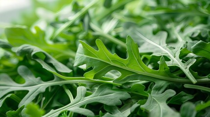 Obraz premium Fresh Green Arugula Leaves in Salad Garden