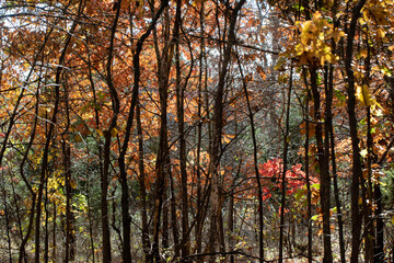 autumn in the woods