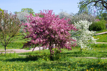 Japanese cherry sakura tree with pink flowers in spring time. Cherry blossom garden.