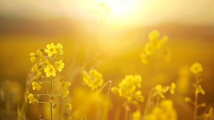 A close-up shot of blooming rapeseed flowers in a field at sunset