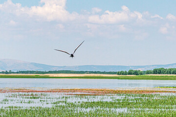 Fototapeta premium Scenic views of birds and Lake Işıklı (Işıklı Gölü), which is a freshwater lake in Turkey, on Çivril Plain, is an important site for breeding waterbirds and large numbers of winter wildfowl.
