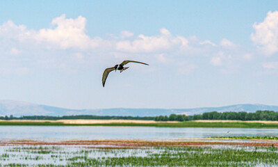 Scenic views of birds and Lake Işıklı (Işıklı Gölü), which is a freshwater lake in Turkey, on Çivril Plain, is an important site for breeding waterbirds and large numbers of winter wildfowl.