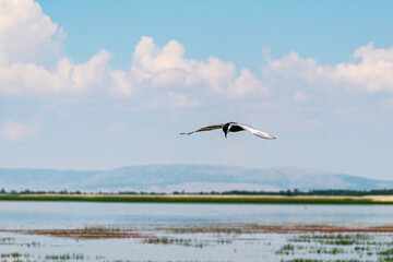 Scenic views of birds and Lake Işıklı (Işıklı Gölü), which is a freshwater lake in Turkey, on Çivril Plain, is an important site for breeding waterbirds and large numbers of winter wildfowl.