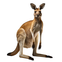 Fototapeta premium kangaroo, white background, png