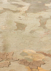 Surface of sycamore bark with spots