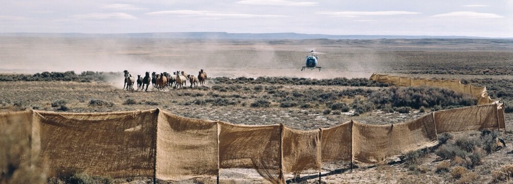 Cowboys drive a herd of horses by helicopter, Wyoming, USA, North America