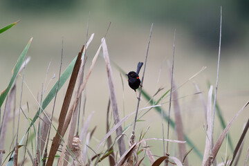 red-backed fairywren fairy wren bird, male, Malurus melanocephalus, perched on grass stalk, isolated, Queensland Australia