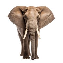 elephant isolated on white