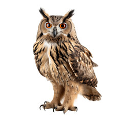 Obraz premium great horned owl isolated