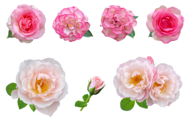 美しいバラたちのクローズアップ（背景透過）