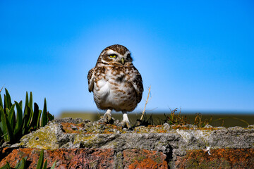 great horned owl