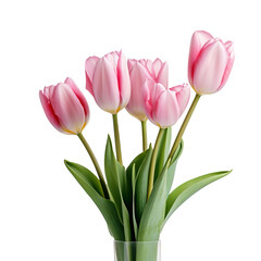Naklejka premium pink tulips isolated on white