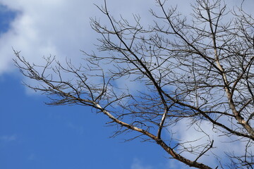 Dried gray tree against the blue sky