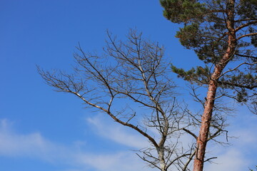 Gray dried tree and the green pine