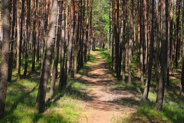 Obraz premium Brown path and the green grass in the forest