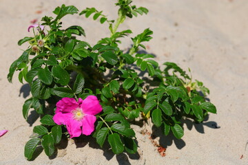 Purple flower and the green leaves on the sand