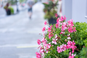 pink flowers, summer bloom, summer background, Delicate Blooms in the City