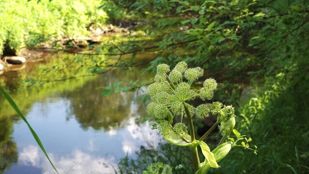Plants of the family Apiaceae - a close-up view of a flowering Siberian hogweed plant (Heracleum sibiricum) header on a river bank. Shallow depth of field view with blurred background on a sunny day.
