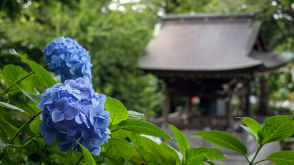 紫陽花が咲く古寺