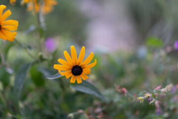 Field of Vibrant Black-Eyed Susans in Bloom, summer background, summer blooms
