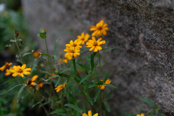 Field of Vibrant Black-Eyed Susans in Bloom, summer background, summer blooms