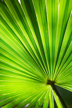 Backlit palm tree branch.