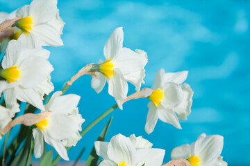 Obraz premium white and yellow daffodils in front of blue background, bright and happy