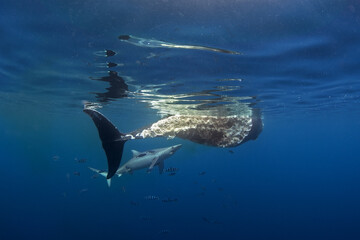 Fototapeta premium Blue shark are feeding on the death whale. Sharks around the whale's carcass. Natural behavior in ocean. Marine life around the Azores islands.