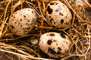 Obraz premium Nest with fresh quail eggs, closeup