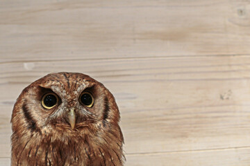 フクロウと共に味わう安らぎの時間