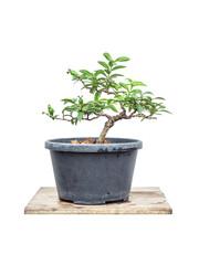 Fototapeta premium Dwarf Guava in plastic pot in process to bonsai