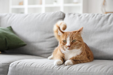 Cute cat lying on sofa at home, closeup