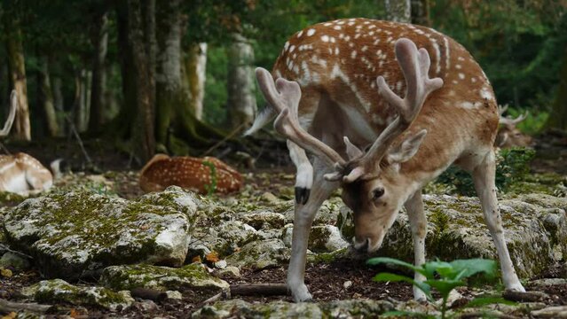 Fallow deer in natural environment. Female and male. Deer Dama dama. Vision Park in Auberive region, France. Slow motion